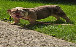 English Bulldog dogs for sale: Chloe - Image 4