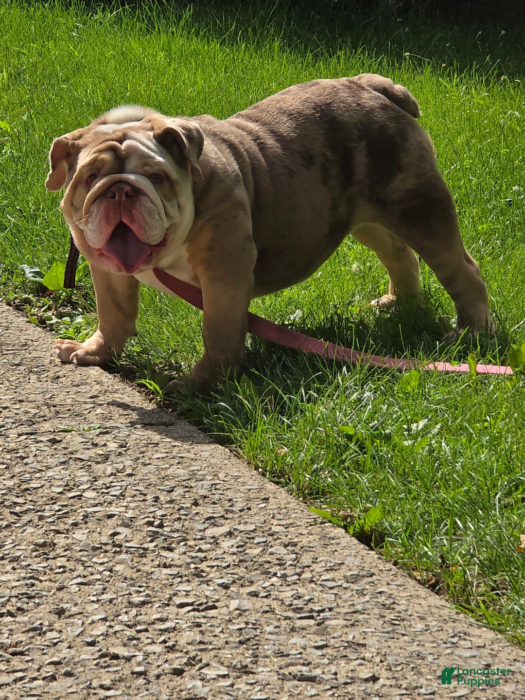 English Bulldog dogs for sale: Chloe - Image 4