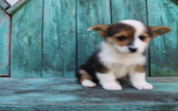 Welsh Corgi Pembroke dogs for sale: Leo - Image 5