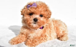 Maltipoo dogs for sale: Maltipoo 2 puppies - Image 1