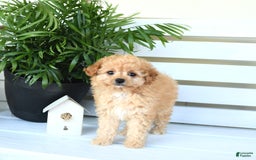 Bichpoo dogs for sale: Jasper - Image 6