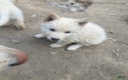Gerberian Shepsky dogs for sale: Artic - Image 3