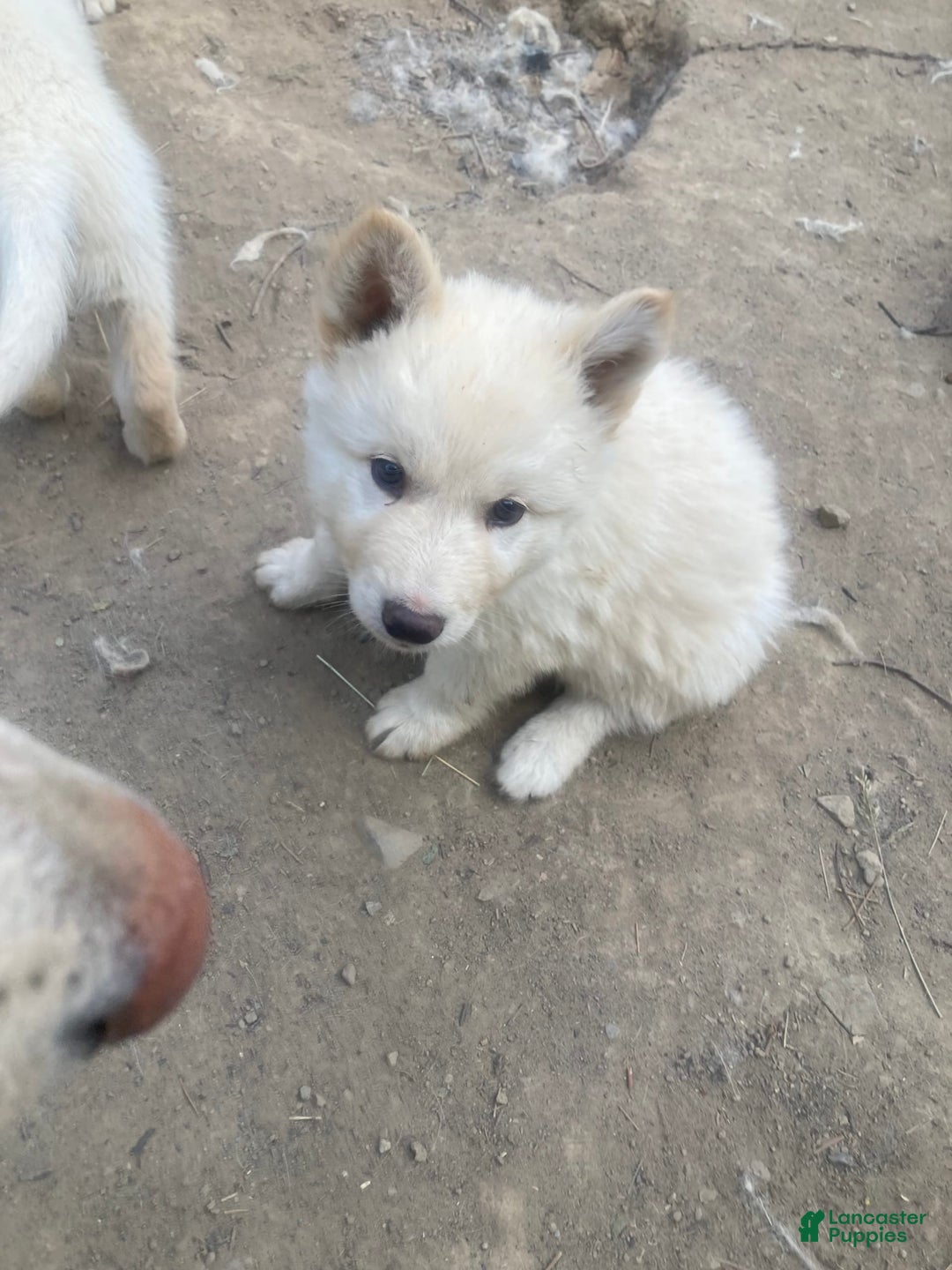 Gerberian Shepsky dogs for sale: Artic - Image 3