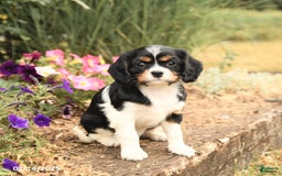 Cavalier King Charles Spaniel dogs for sale: Daisy - Image 1