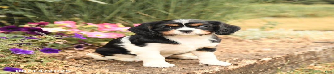 Daisy