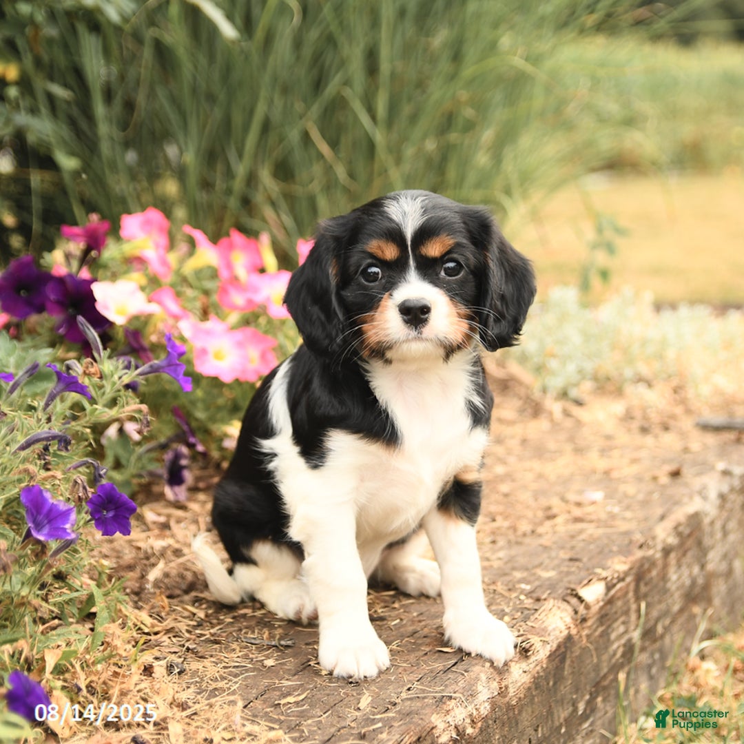 Cavalier King Charles Spaniel dogs for sale: Daisy - Image 1
