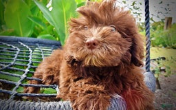 Havapoo dogs for sale: Humble - Image 7