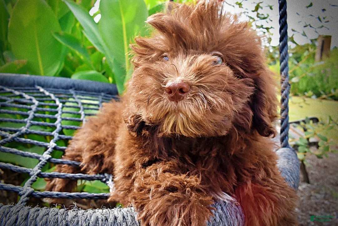 Havapoo dogs for sale: Humble - Image 7
