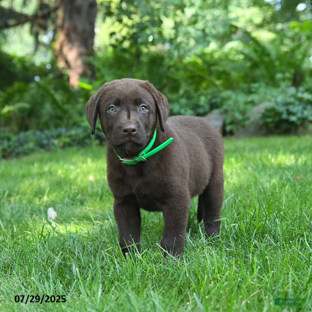 Labrador Retriever dogs for sale: Midnight - Image 3