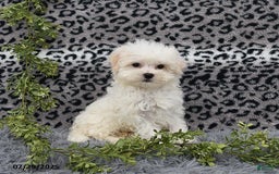 Havanese dogs for sale: Conner - Image 3