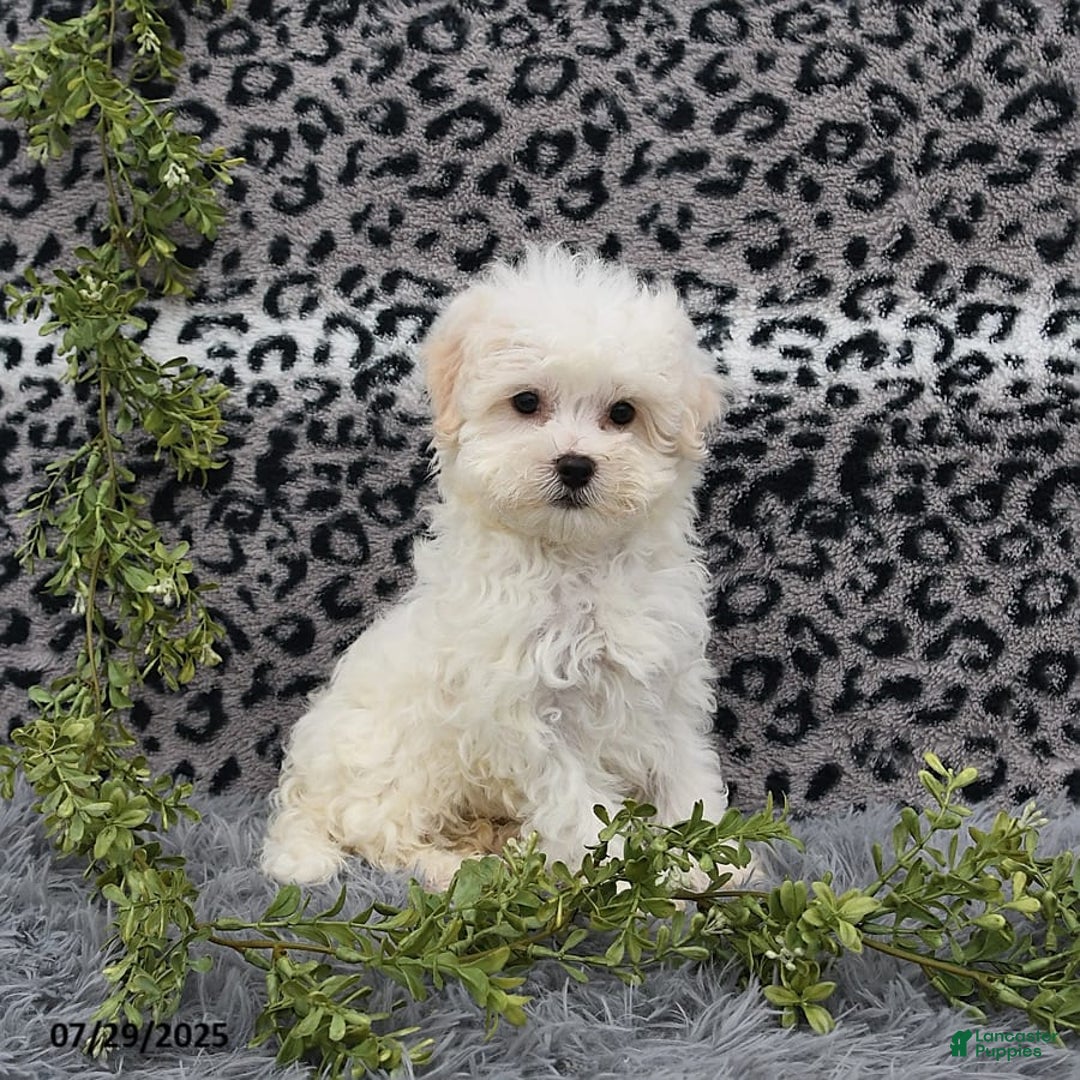 Havanese dogs for sale: Conner - Image 3