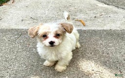 Havapoo dogs for sale: Tiny Patches - Image 2