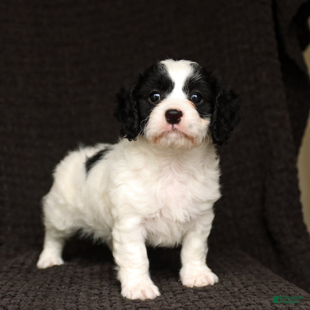 Cavapoo dogs for sale: Wren - Image 4