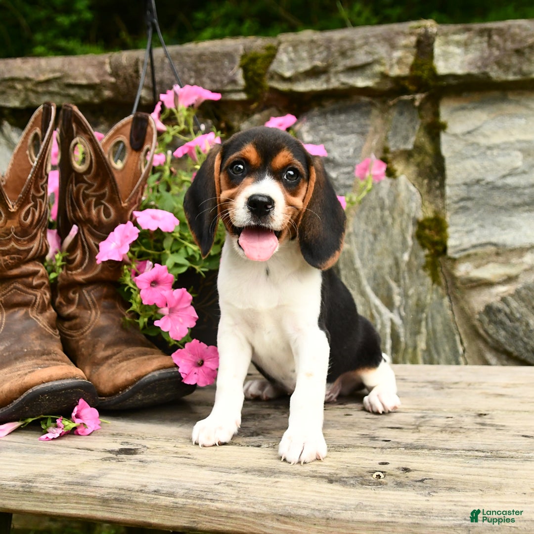 Beagle dogs for sale: Daffodil - Image 3