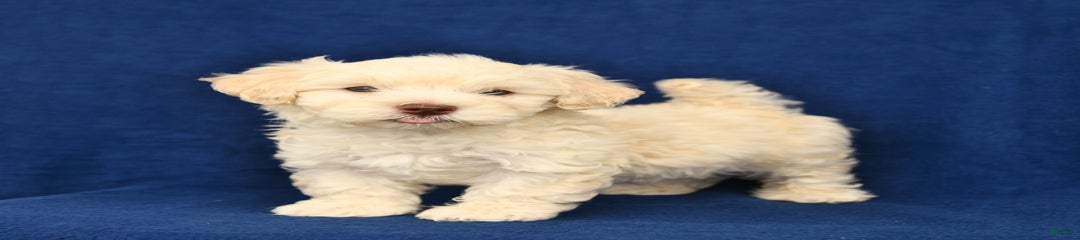 Jonas