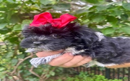 Maltipoo dogs for sale: Penny - Image 1