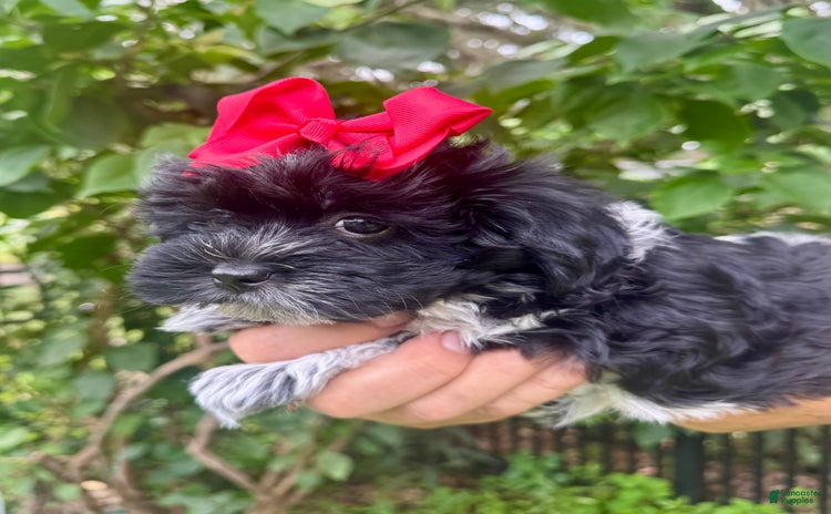 Maltipoo dogs for sale - Ad 3
