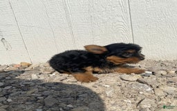 Yorkshire Terrier dogs for sale: Dewey - Image 3