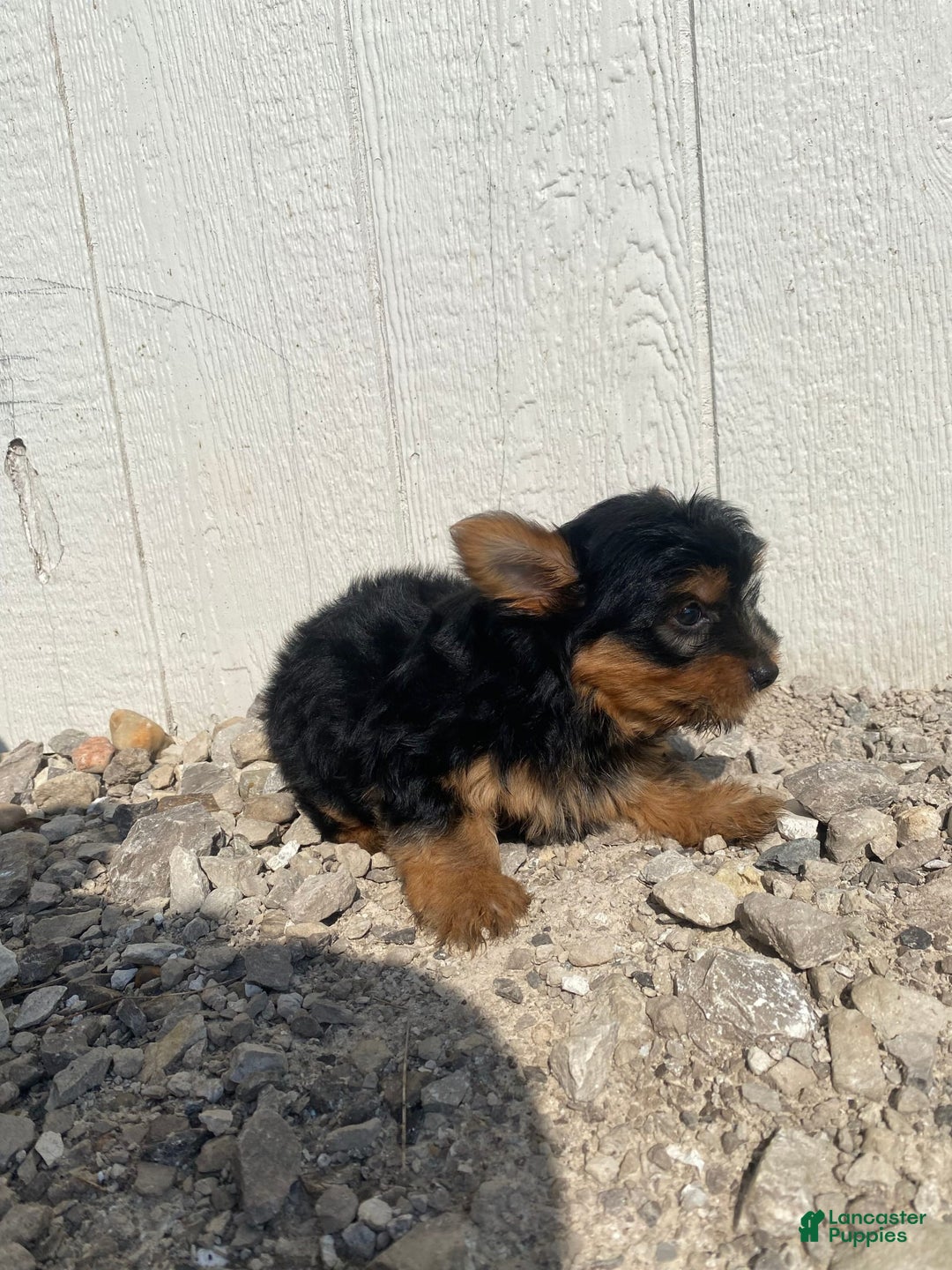 Yorkshire Terrier dogs for sale: Dewey - Image 3