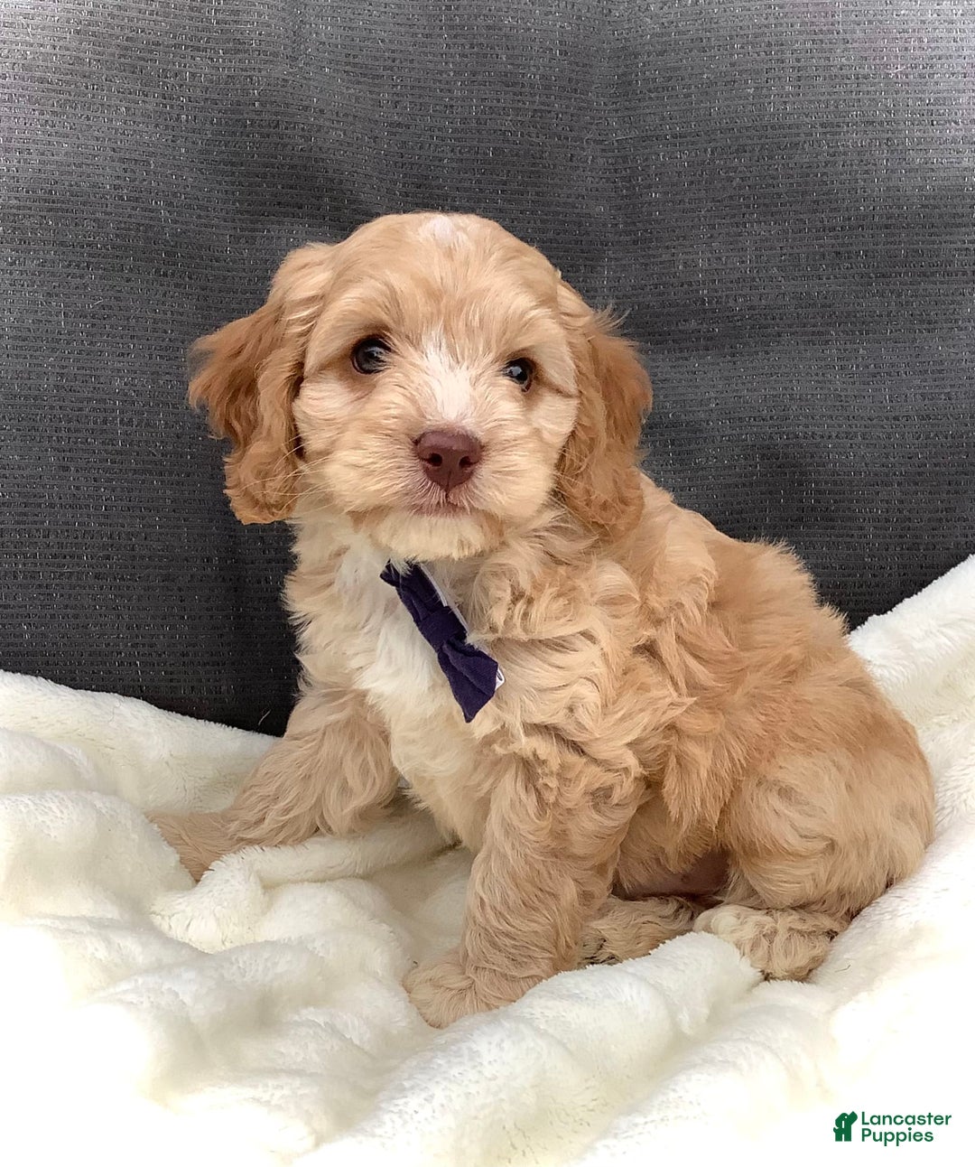 Cockapoo dogs for sale: Oliver - Image 13