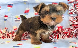 Yorkshire Terrier dogs for sale: Guppy - Image 5