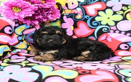 Yorkiepoo dogs for sale: Ziggy - Image 5