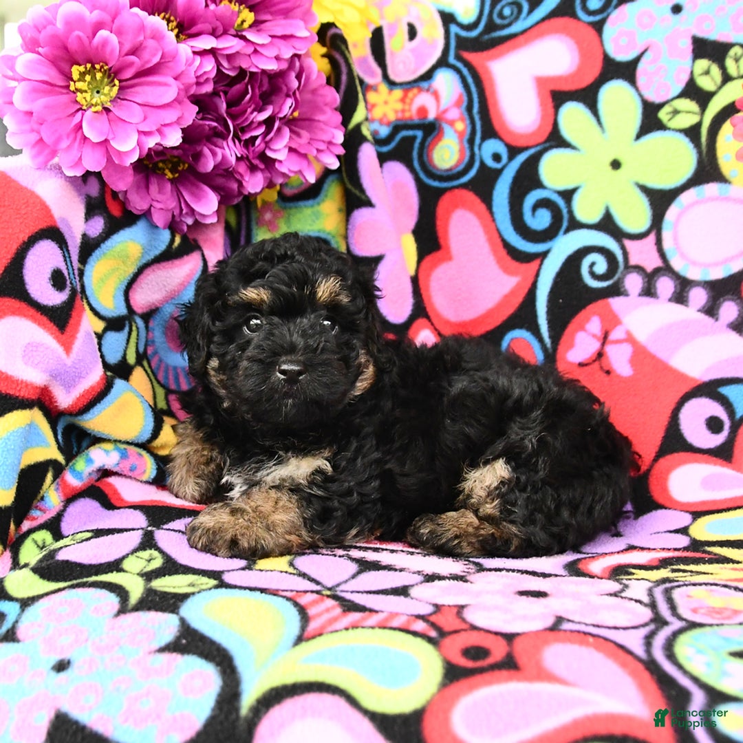Yorkiepoo dogs for sale: Ziggy - Image 5