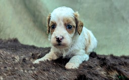 Cavapoo dogs for sale: Buzz - Image 9