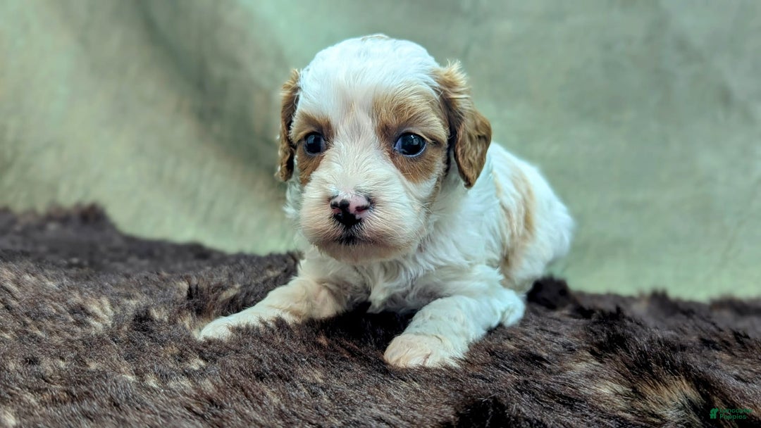 Cavapoo dogs for sale: Buzz - Image 9