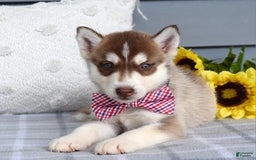 Siberian Husky dogs for sale: Cooper - Image 5