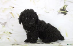 Toy Poodle dogs for sale: Bailey - Image 6