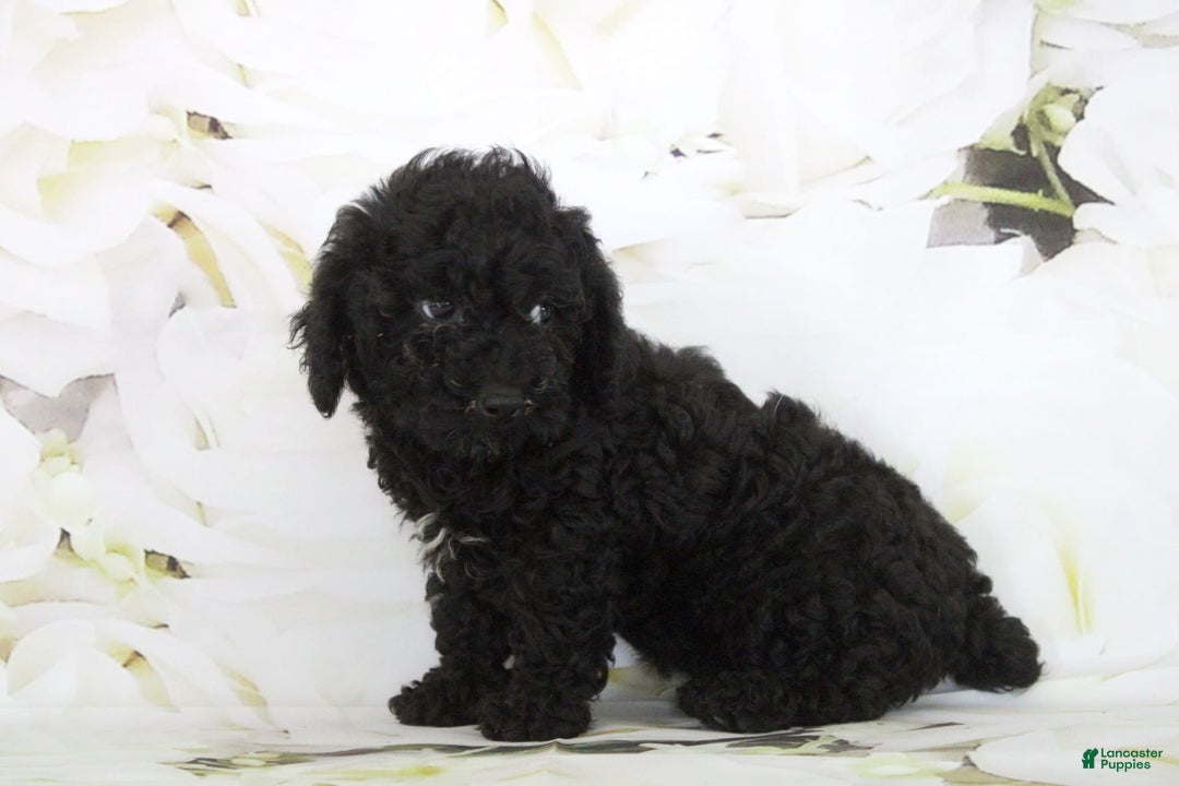 Toy Poodle dogs for sale: Bailey - Image 6