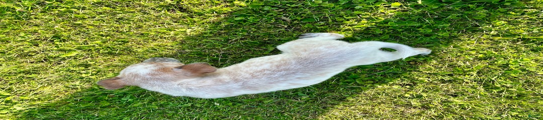 Lassie