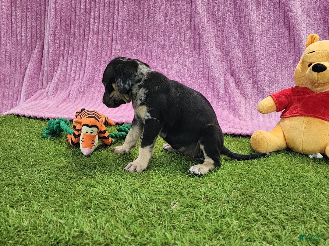 Catahoula Leopard Dog dogs for sale: Tess 2025 Female 4 - Image 14