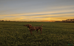 Irish Setter dogs for sale: Red Collar - Image 2