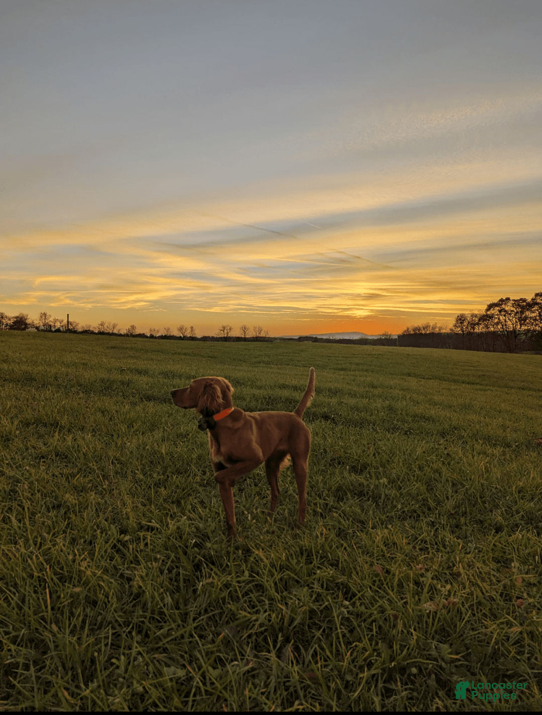 Irish Setter dogs for sale: Red Collar - Image 2