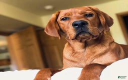 Labrador Retriever dogs for sale: Hayes - Image 5