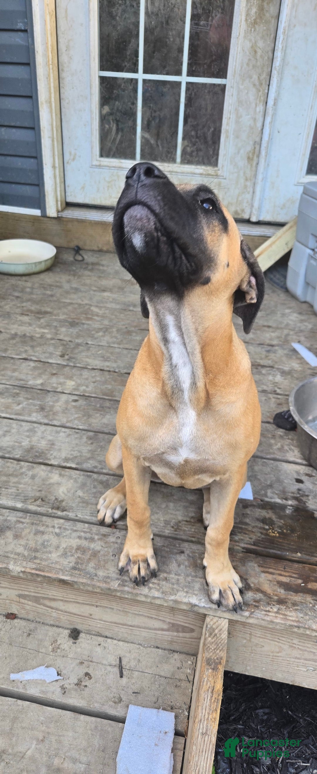 Cane Corso dogs for sale: Tiny - Image 5