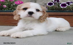 Cocker Spaniel dogs for sale: Oscar - Image 8