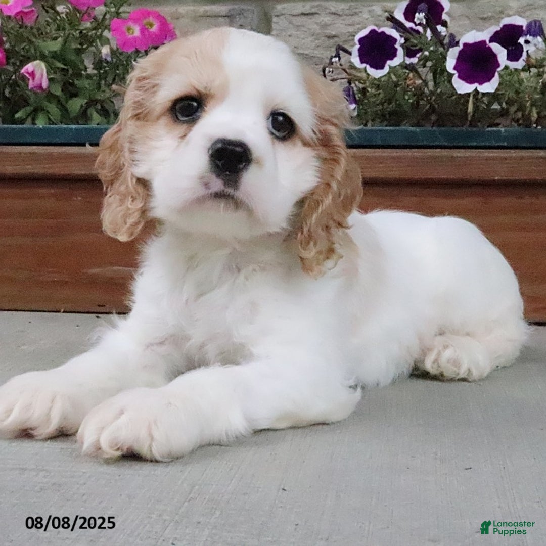 Cocker Spaniel dogs for sale: Oscar - Image 8