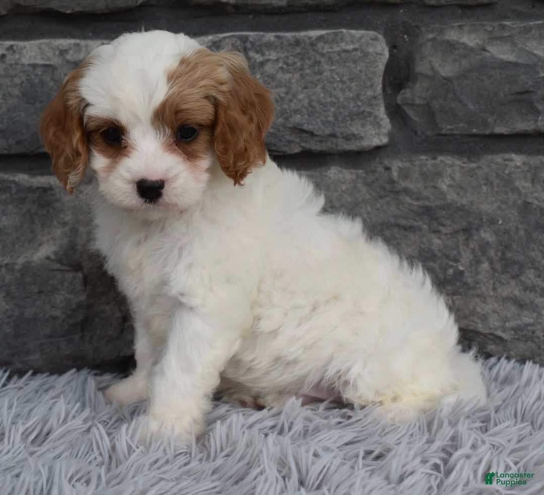 Cavapoo dogs for sale: Ace - Image 4