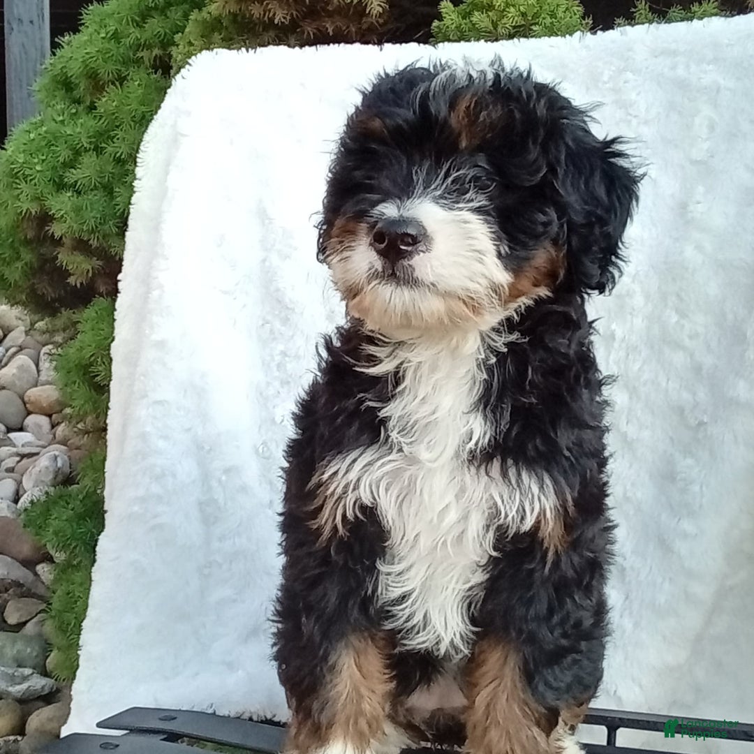Mini Bernedoodle dogs for sale: Oakley - Image 18