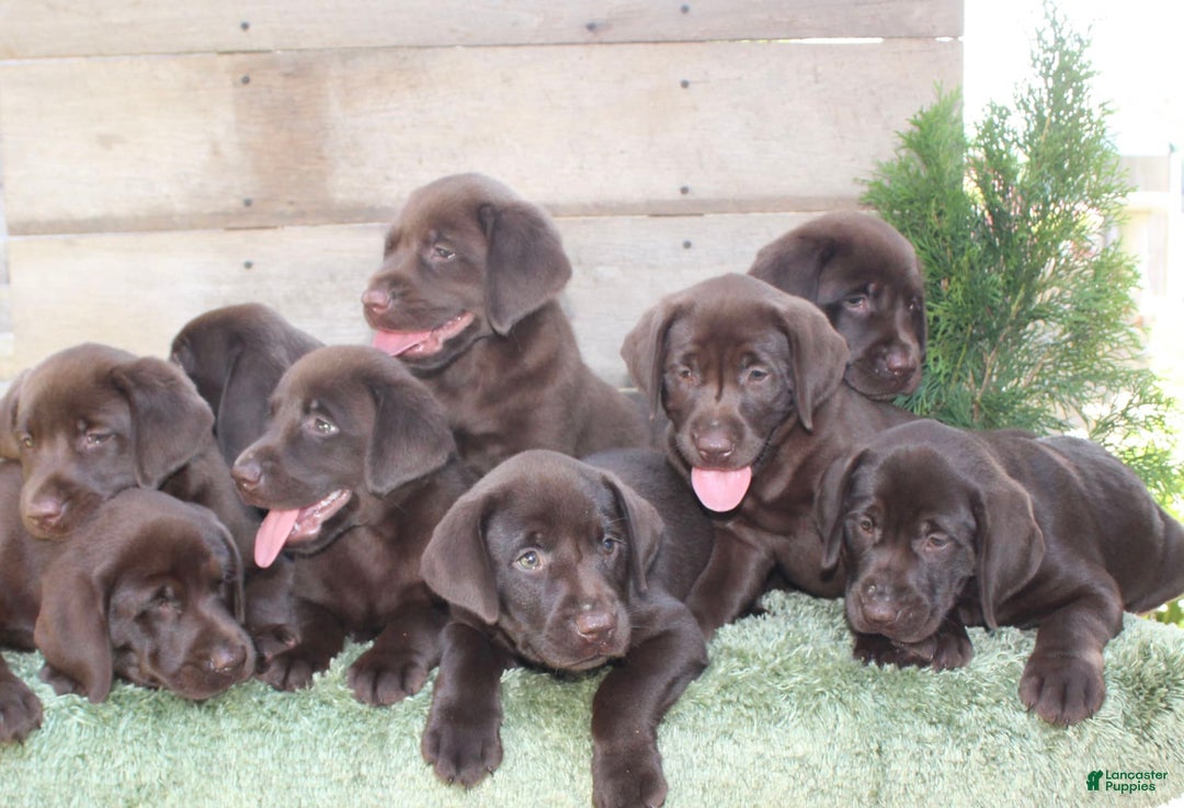 Labrador Retriever dogs for sale: Sally - Image 1