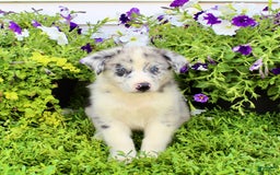Australian Shepherd dogs for sale: Rex - Image 6