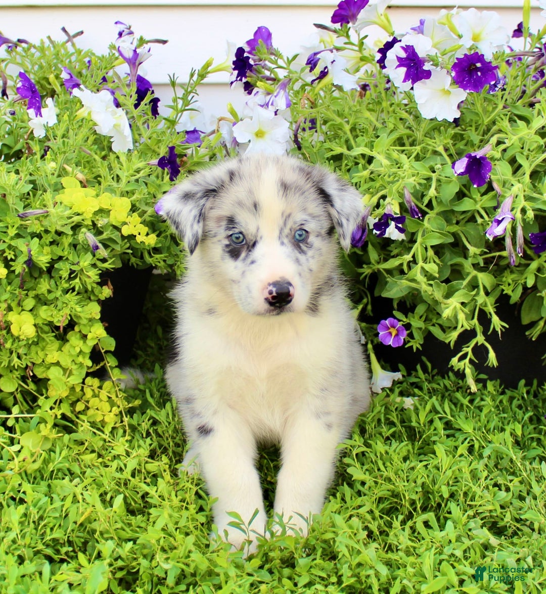 Australian Shepherd dogs for sale: Rex - Image 6