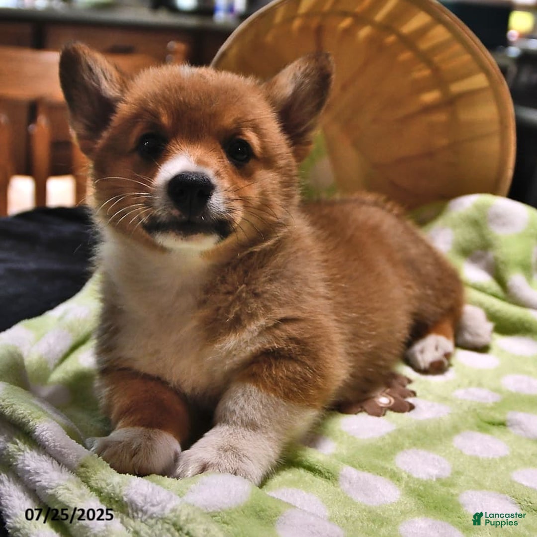Welsh Corgi Pembroke dogs for sale: Toro - Image 3