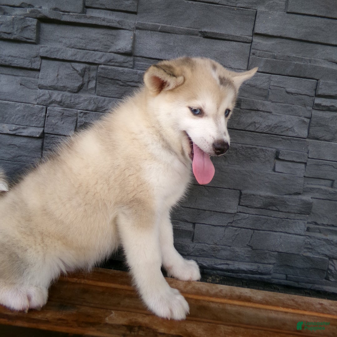 Pomsky dogs for sale: Silas - Image 19