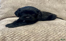Cavapoo dogs for sale: Smokey - Image 7