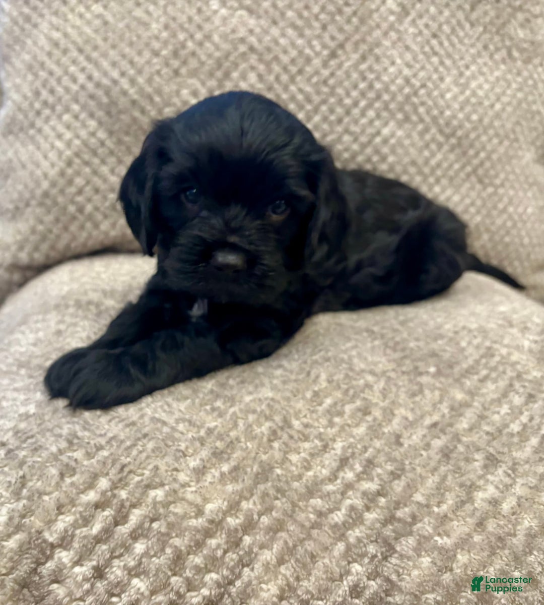 Cavapoo dogs for sale: Smokey - Image 7