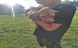 Bloodhound dogs for sale: Red - Image 7
